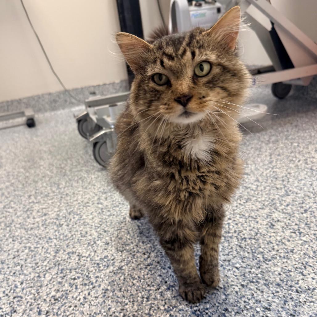El Padre, a Adoptable Domestic Long Hair in Great Falls, MT image 4/6