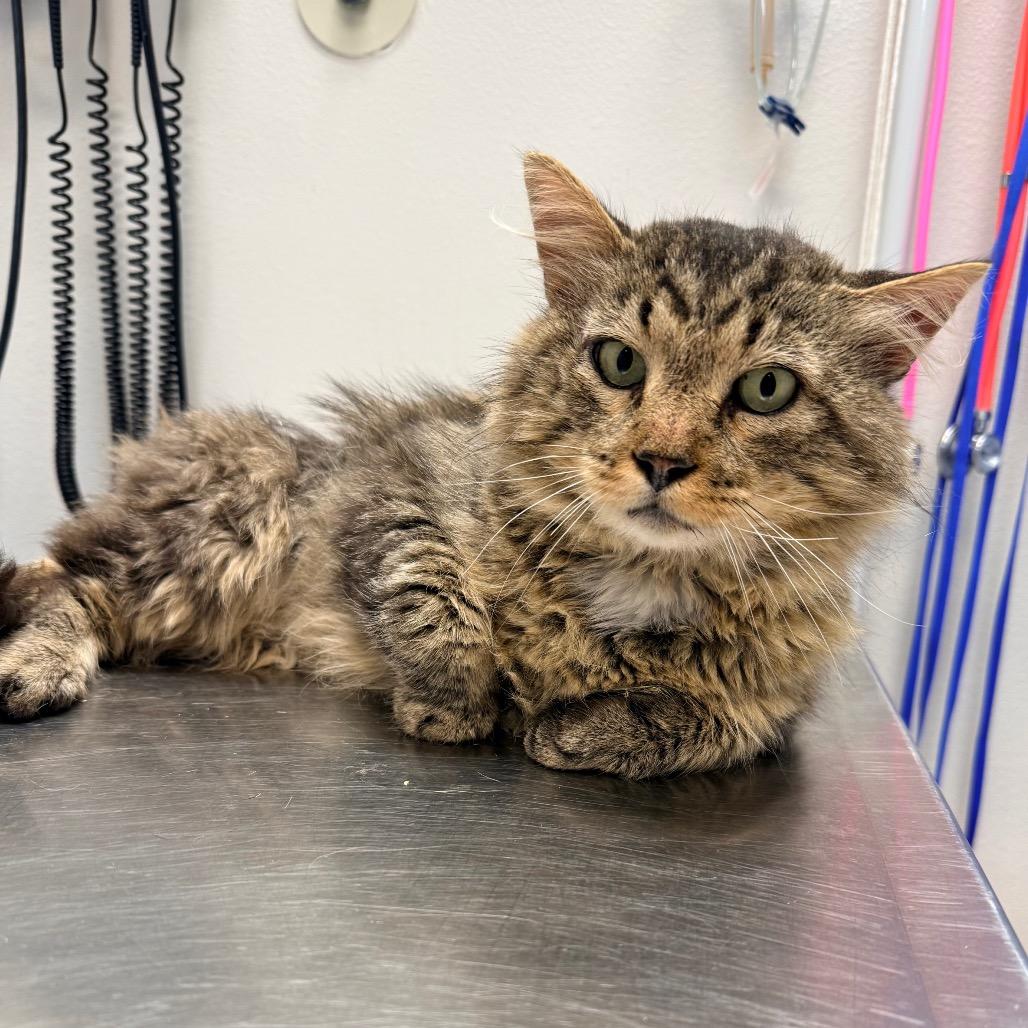 El Padre, a Adoptable Domestic Long Hair in Great Falls, MT image 5/6
