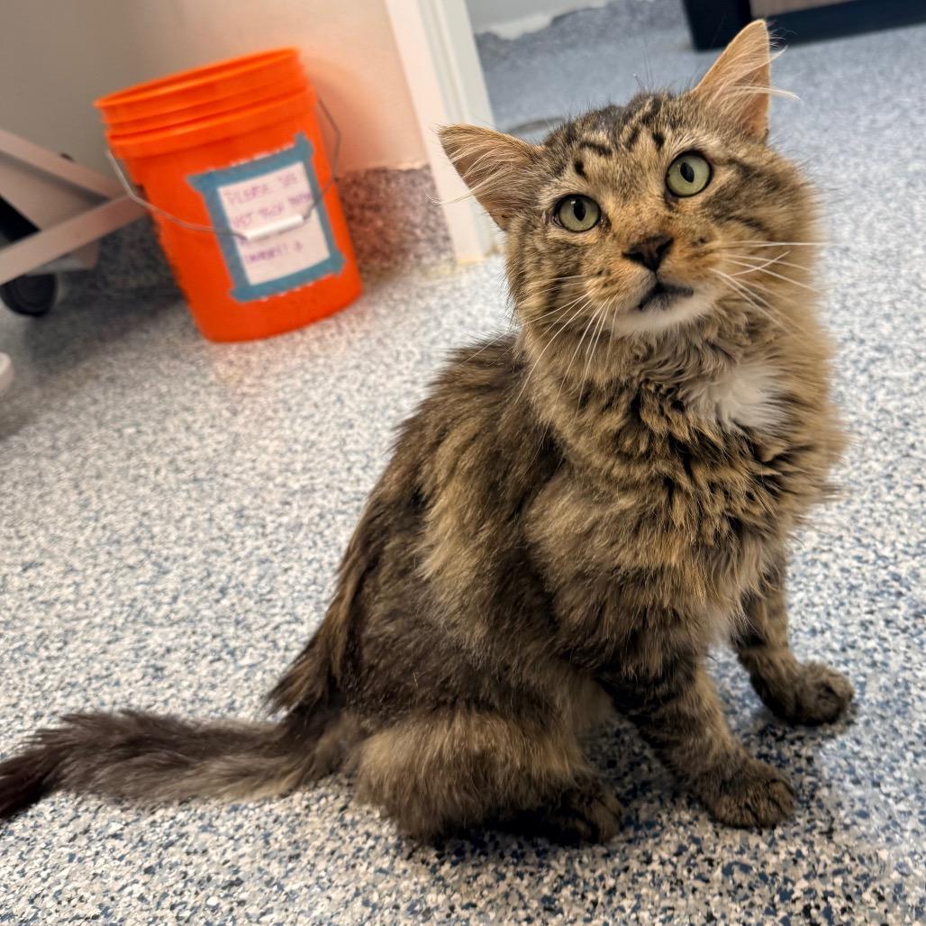 El Padre, a Adoptable Domestic Long Hair in Great Falls, MT image 6/6