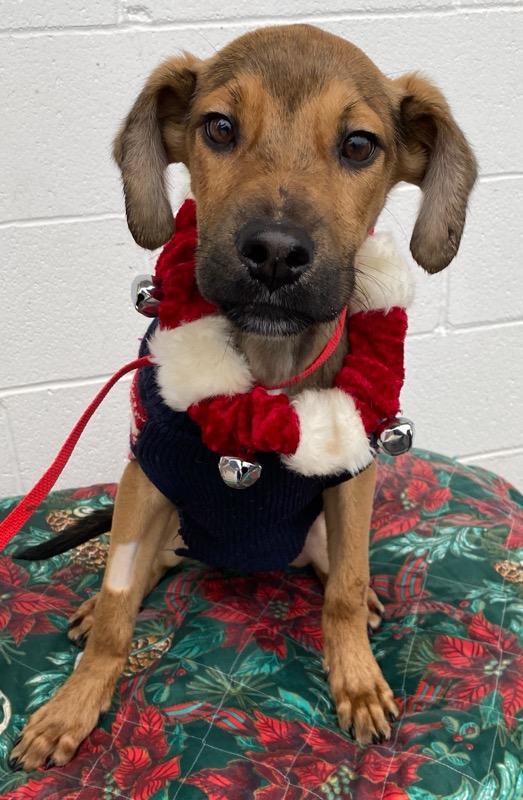 Nacho, a ADOPTABLE mixed breed in Colusa, CA image 1/4