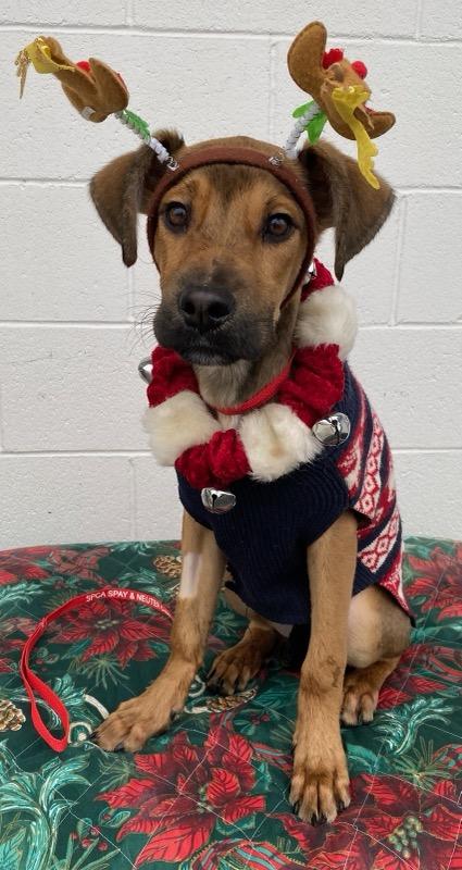 Nacho, a ADOPTABLE mixed breed in Colusa, CA image 2/4