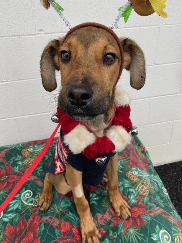 Nacho, a ADOPTABLE mixed breed in Colusa, CA image 3/4