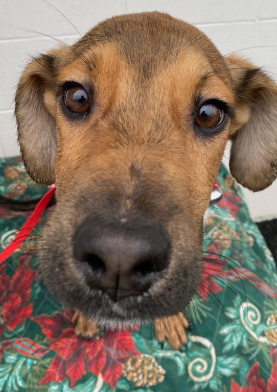 Nacho, a ADOPTABLE mixed breed in Colusa, CA image 4/4