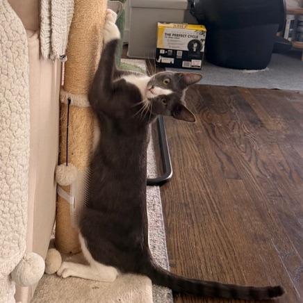 Caden, Adoptable, Young Male Domestic Short Hair.