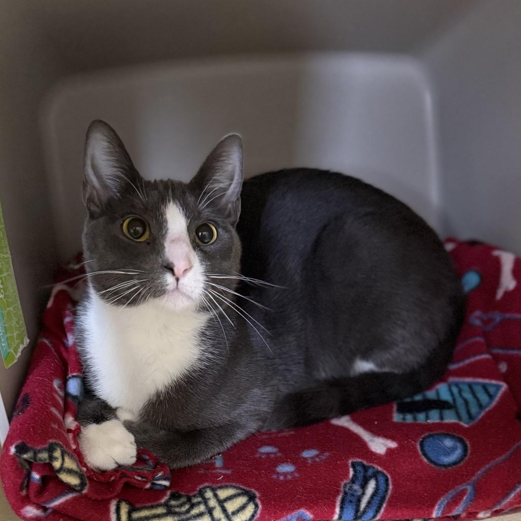 Caden, Adoptable, Young Male Domestic Short Hair.