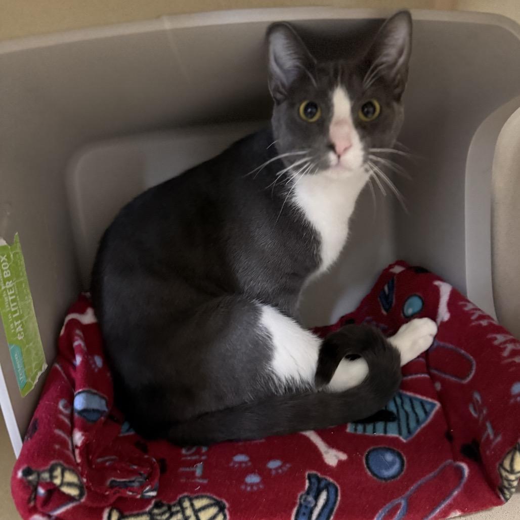 Enlarge Caden, a Adoptable Domestic Short Hair in Houston, TX image 2/2