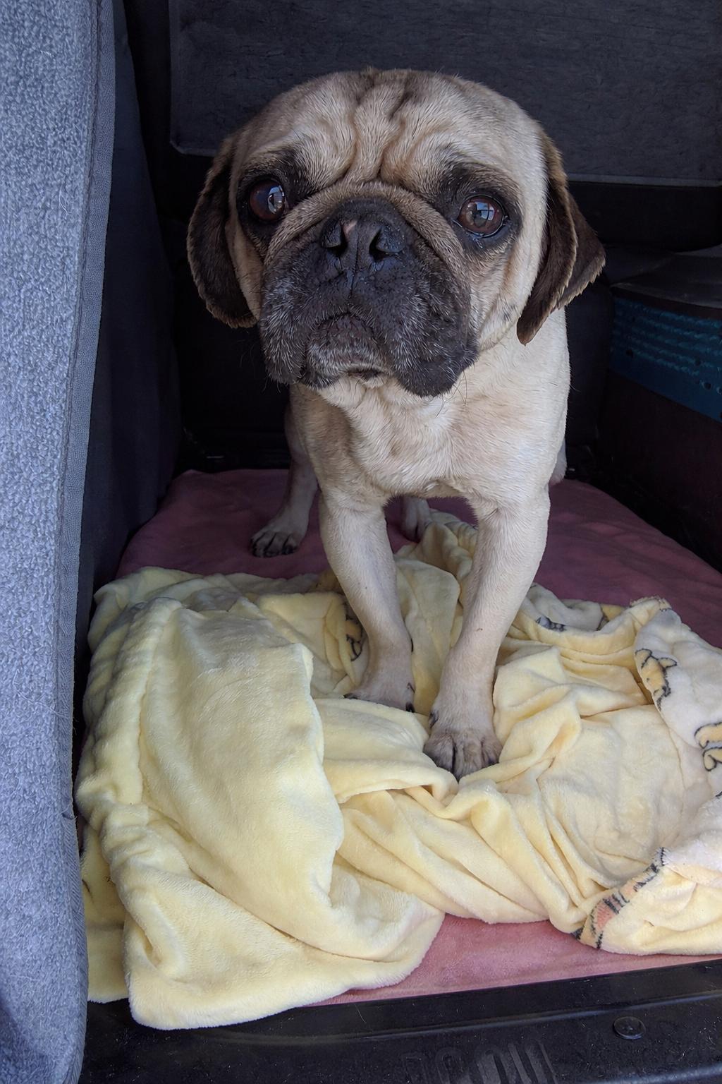 Enlarge George, a Adoptable Pug in Seattle, WA image 1/2