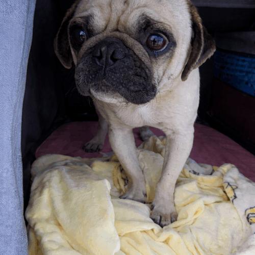 Enlarge George, a Adoptable Pug in Seattle, WA image 2/2