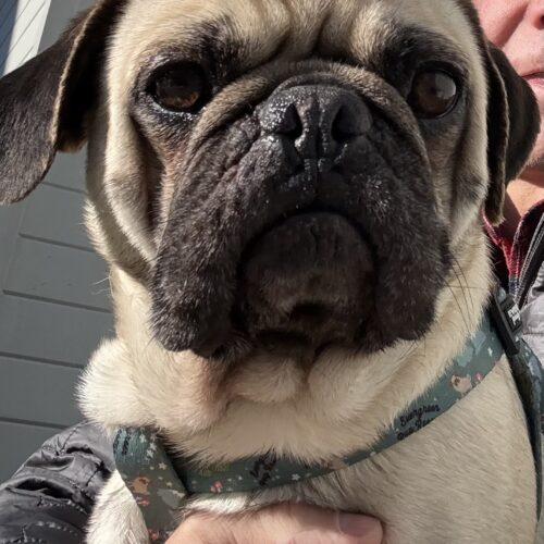 George, Adoptable, Puppy Male Pug.