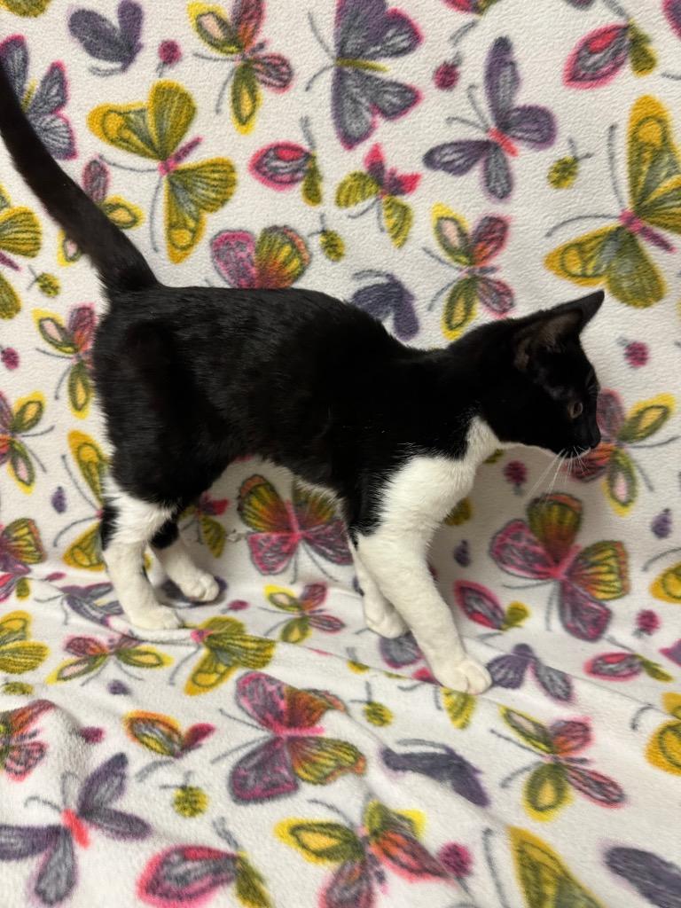 King Peppy, a Adoptable mixed breed in Newberg, OR image 1/2