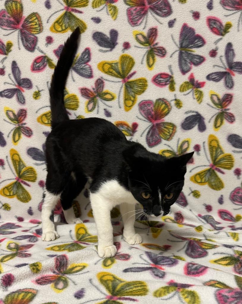 King Peppy, a Adoptable mixed breed in Newberg, OR image 2/2