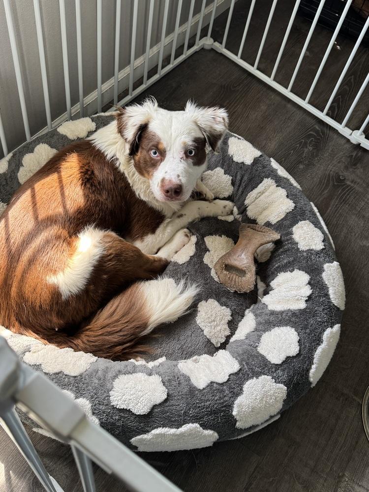 Benny Berry, Adoptable, Adult Male Australian Shepherd.