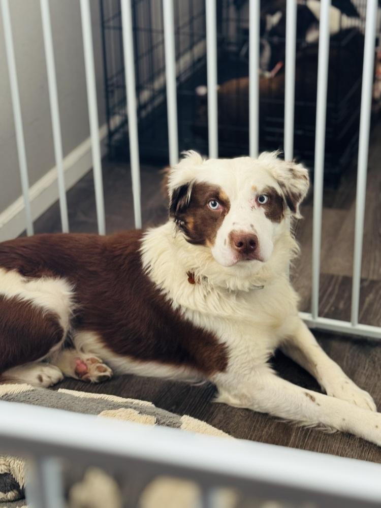 Benny Berry, a Adoptable mixed breed in Waunakee, WI image 2/5