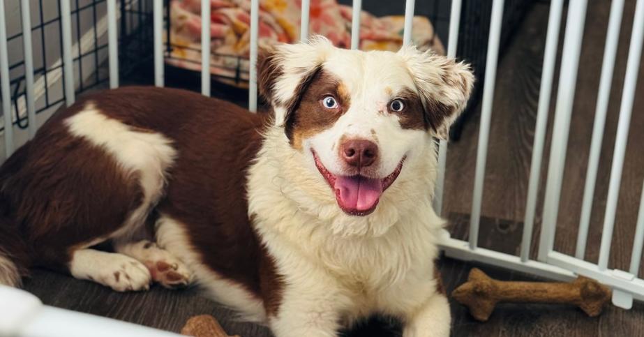 Benny Berry, a Adoptable mixed breed in Waunakee, WI image 4/5