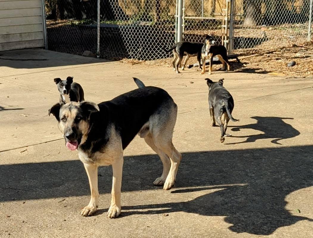 Enlarge Yeti, a Adopted Great Dane in Charlotte, NC image 2/3