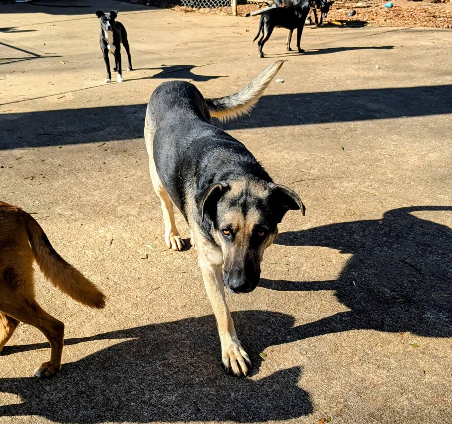 Enlarge Yeti, a Adopted Great Dane in Charlotte, NC image 3/3