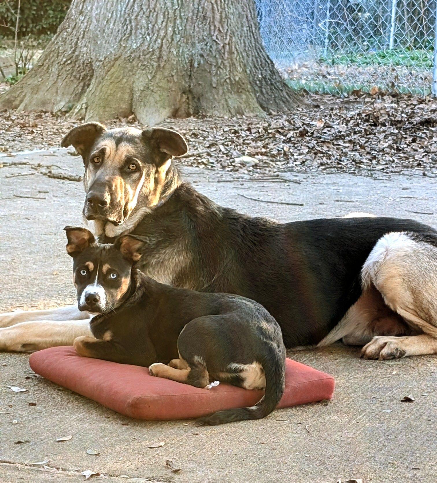 Enlarge Yeti, a Adopted Great Dane in Charlotte, NC image 1/3