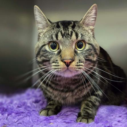 Enlarge Kit, a Adoptable Domestic Short Hair in Hinsdale, IL image 1/1