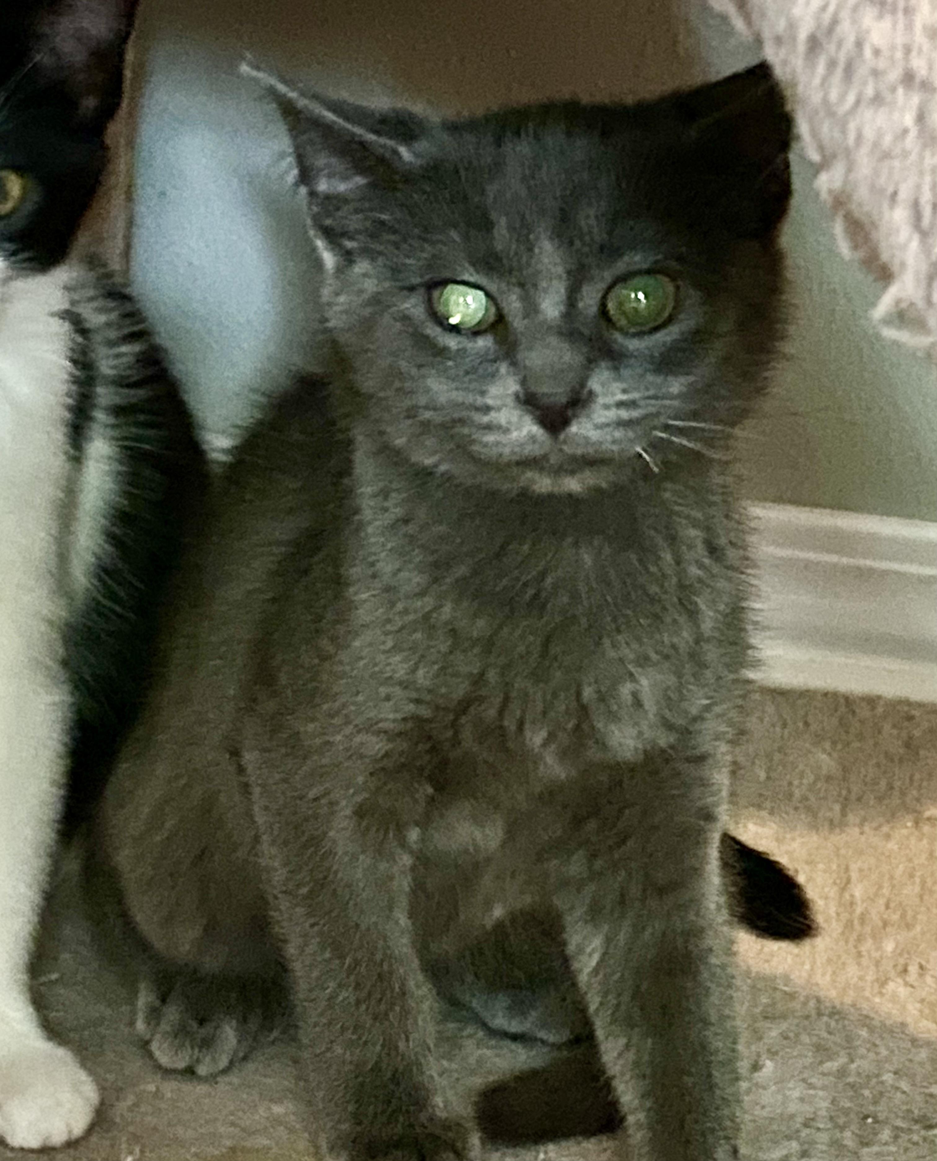 Enlarge Oink (CH wobbly cat syndrome), a Adoptable Domestic Medium Hair in Port Washington, WI image 1/2