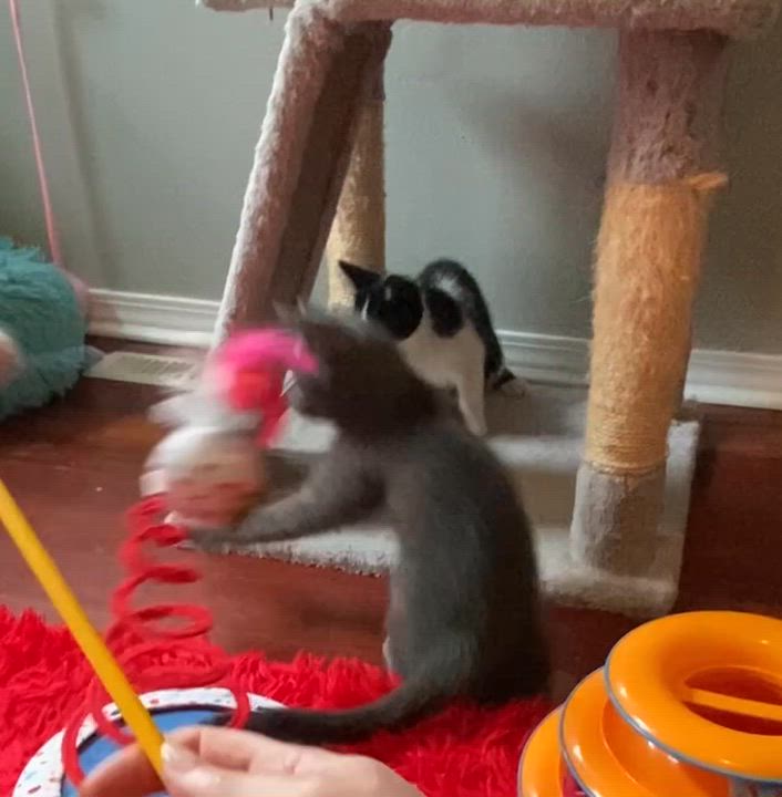 Enlarge Oink (CH wobbly cat syndrome), a Adoptable Domestic Medium Hair in Port Washington, WI video 2/2