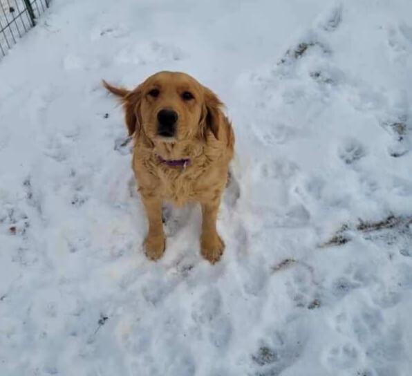 Joy, ADOPTABLE, Adult Female Golden Retriever.