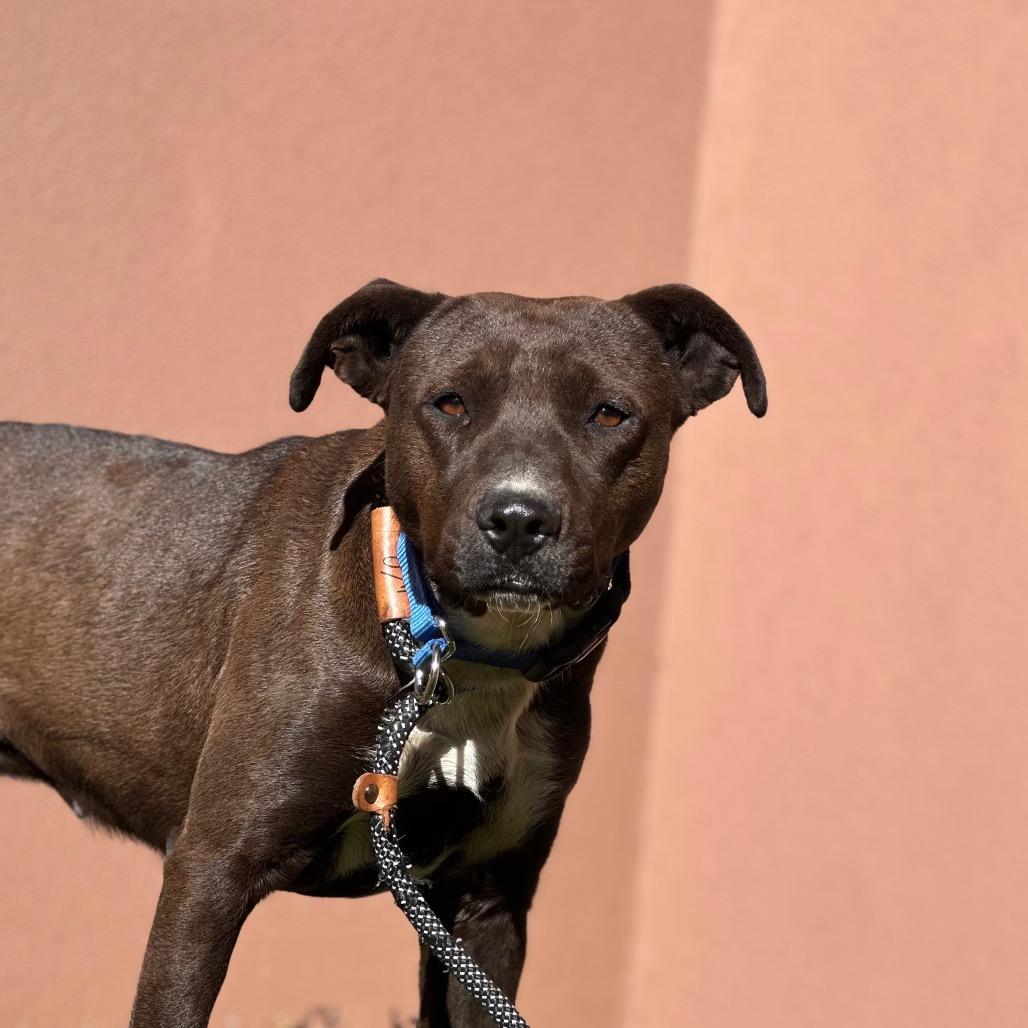 Rogue — thumbnail 2