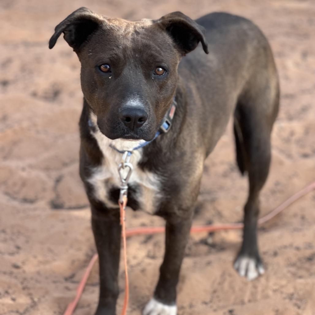 Rogue — thumbnail 3