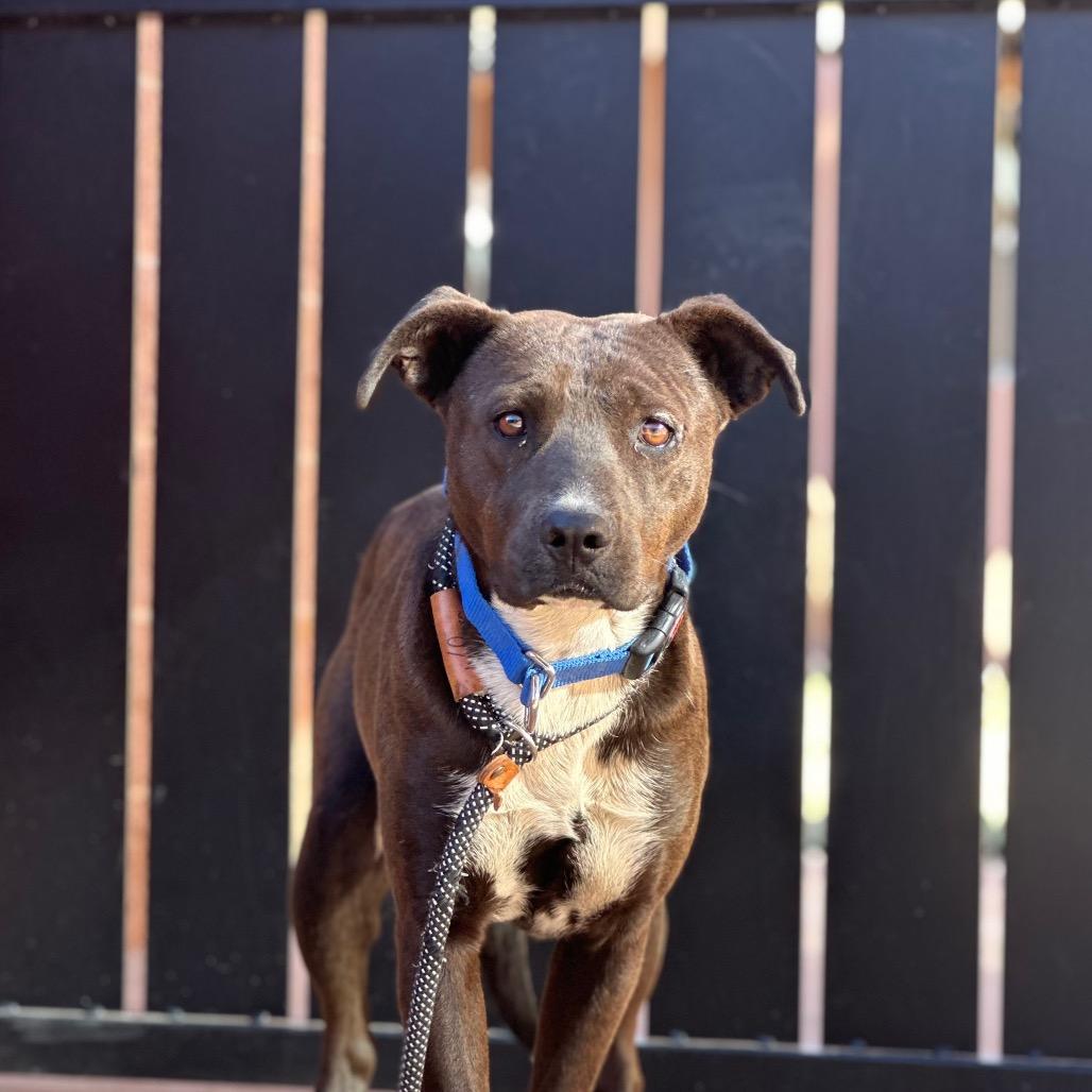 Rogue — thumbnail 4