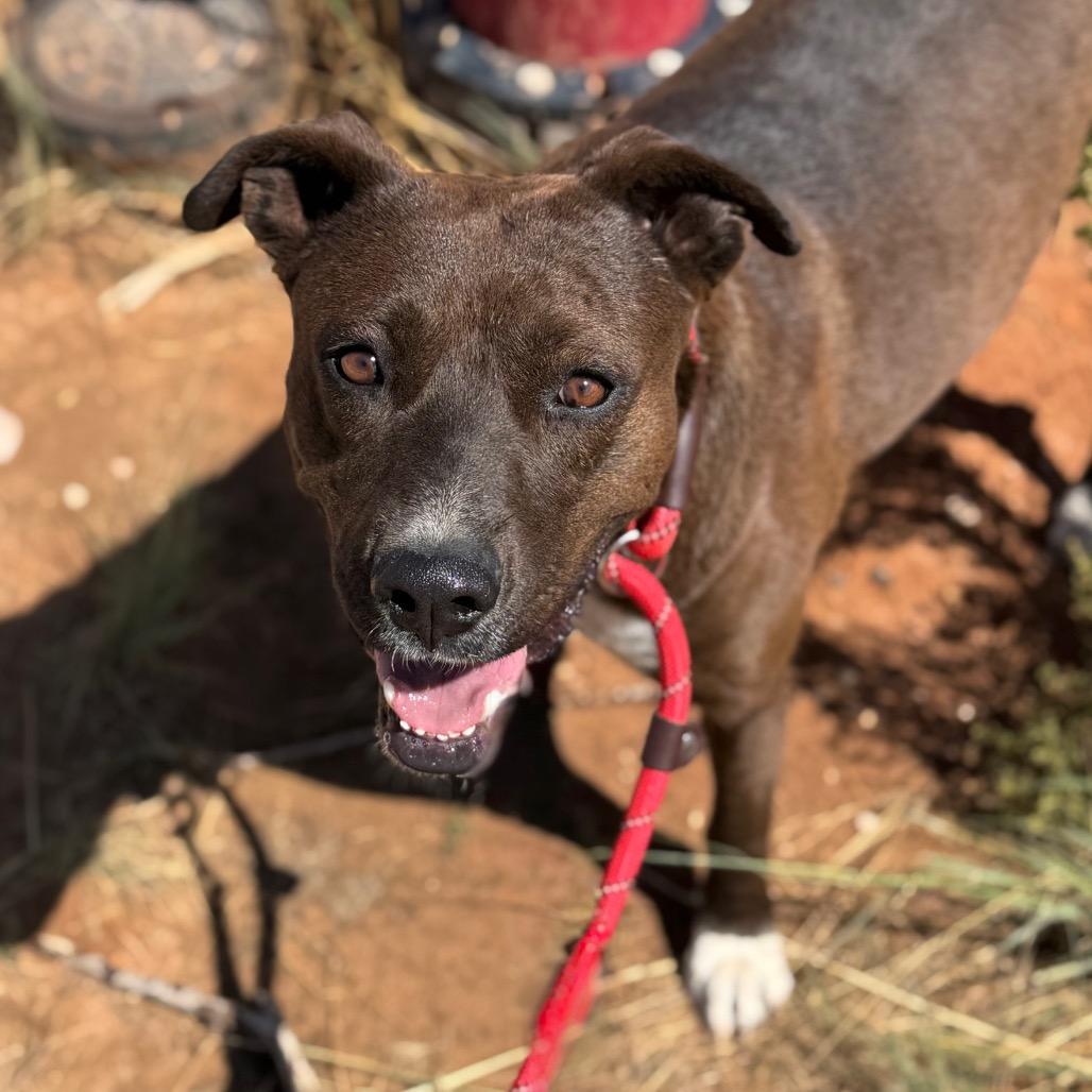 Rogue — thumbnail 5