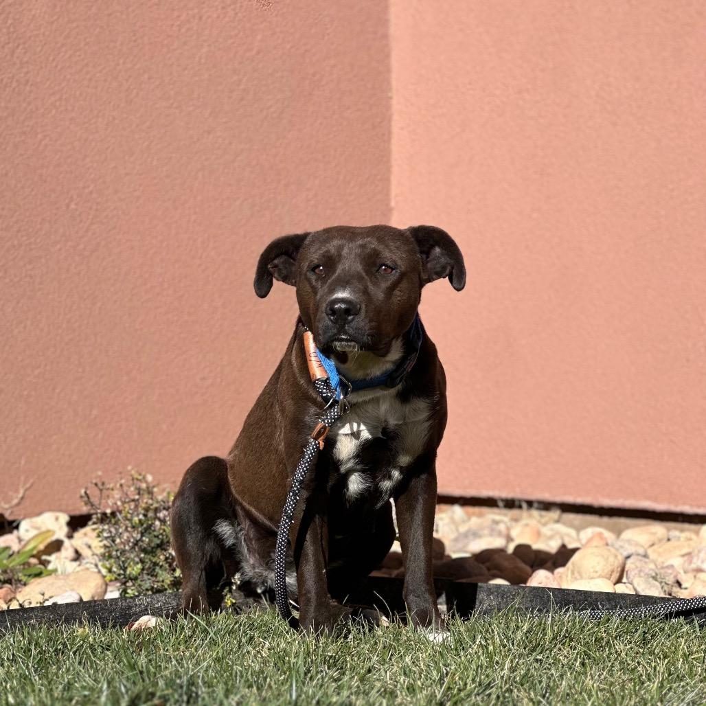 Rogue — thumbnail 6