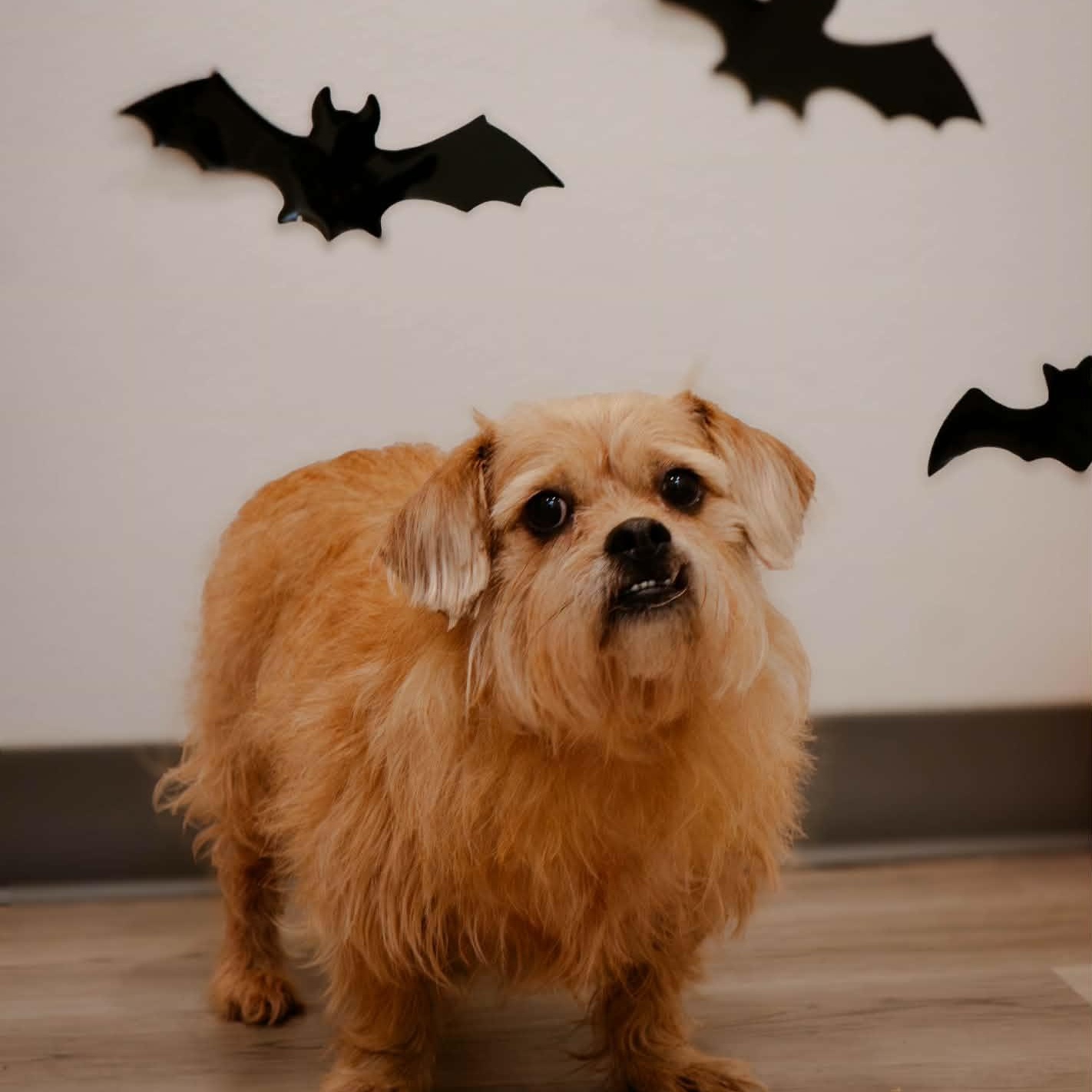 Enlarge Honey, a Adoptable mixed breed in Quincy, IL image 1/2