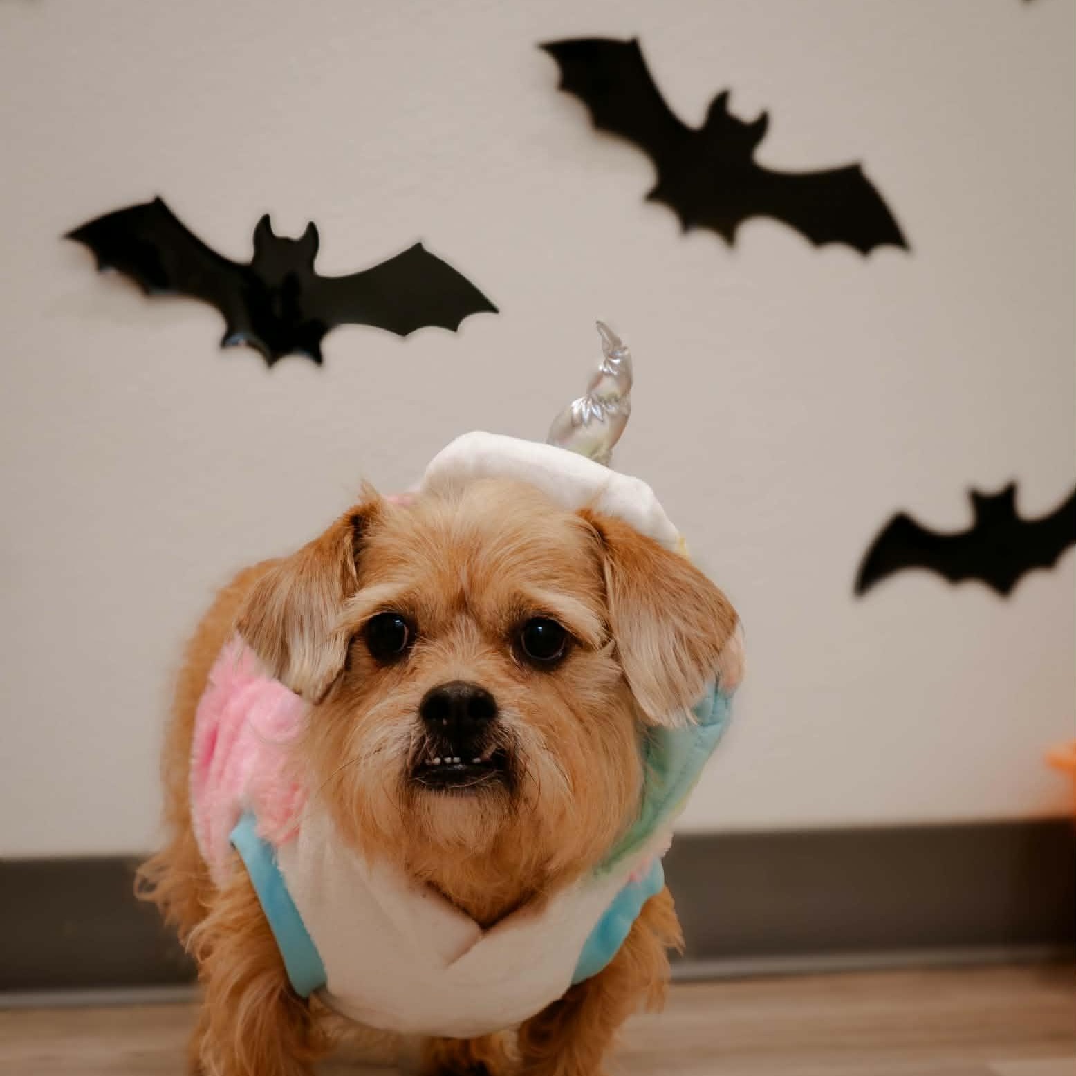 Enlarge Honey, a Adoptable mixed breed in Quincy, IL image 2/2