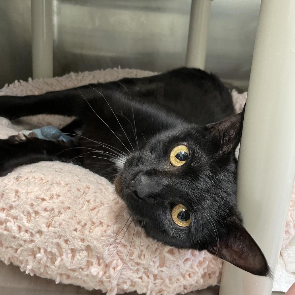 Stevie Nicks, a Adoptable Domestic Short Hair in Enfield, NH image 2/3