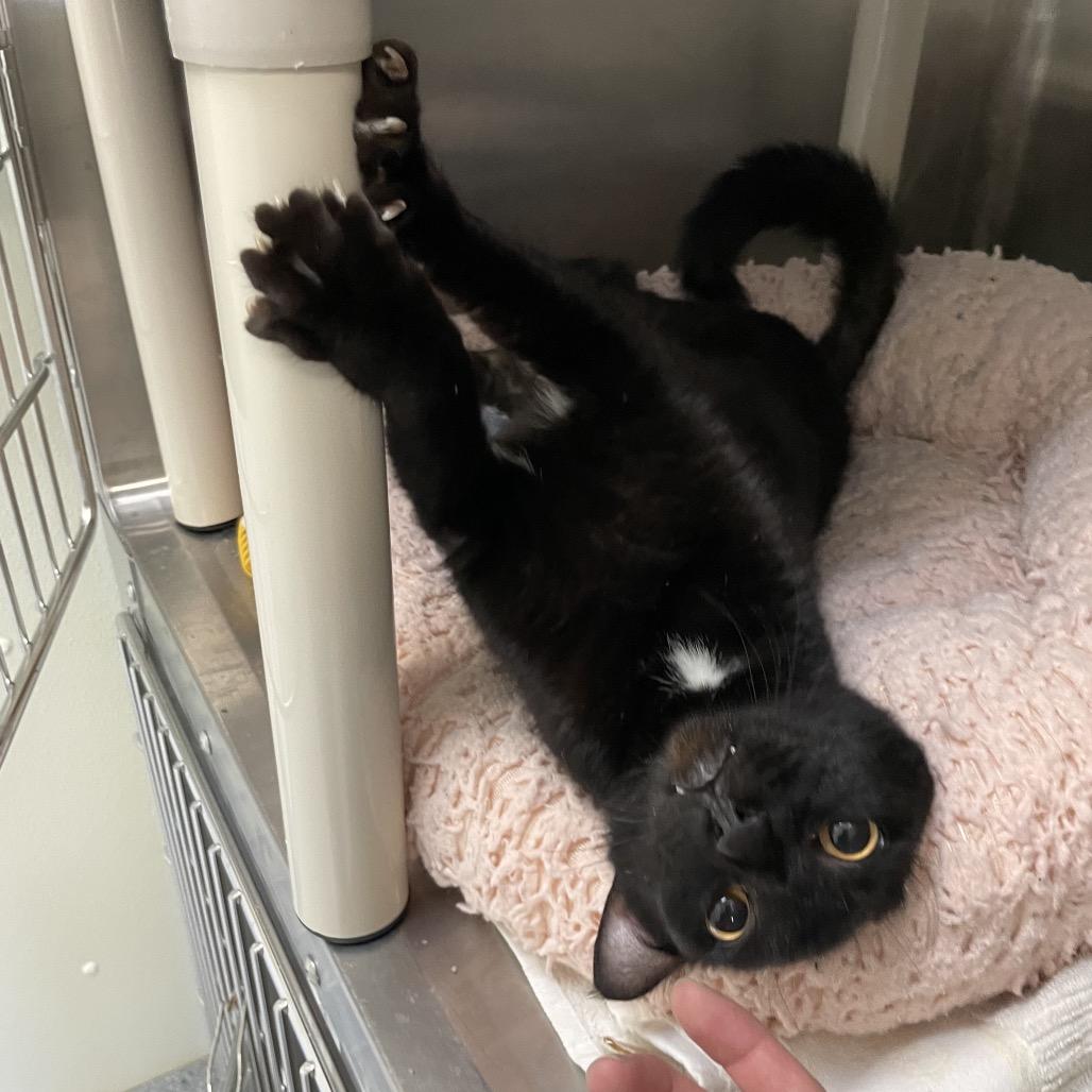 Stevie Nicks, a Adoptable Domestic Short Hair in Enfield, NH image 3/3