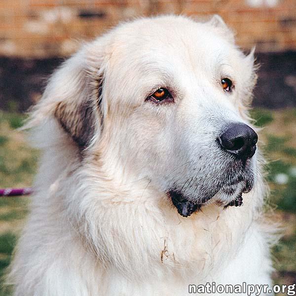 Kenobi in CT - Loves to Cuddle!