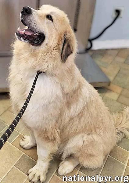 Kenobi in CT - Loves to Cuddle!