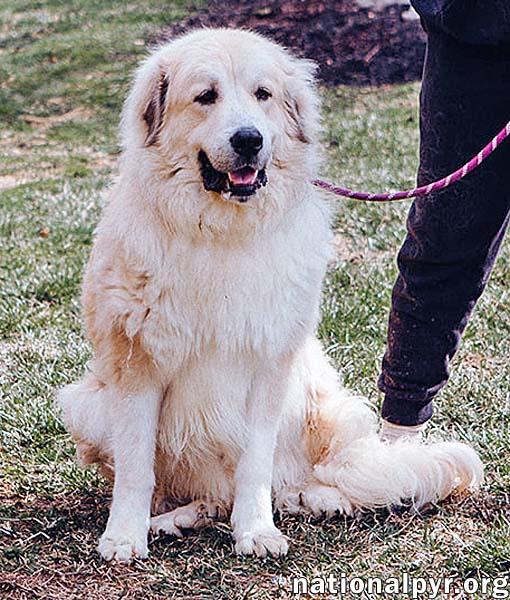 Kenobi in CT - Loves to Cuddle!