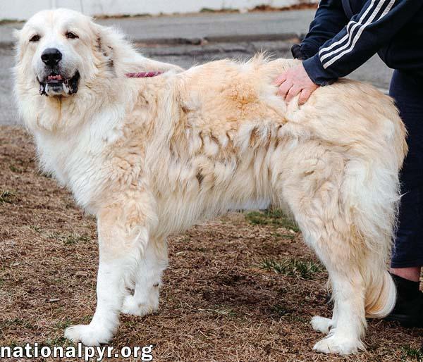 Kenobi in CT - Loves to Cuddle!