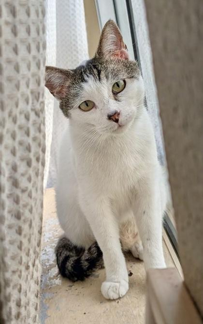 Enlarge Bowlingball, a Adoptable mixed breed in San Diego, CA image 1/3