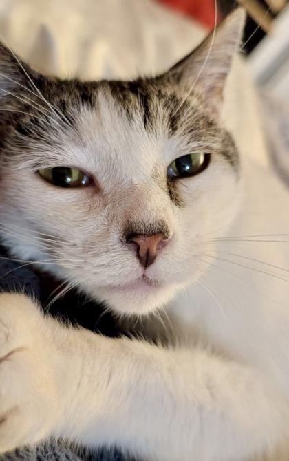 Enlarge Bowlingball, a Adoptable mixed breed in San Diego, CA image 2/3