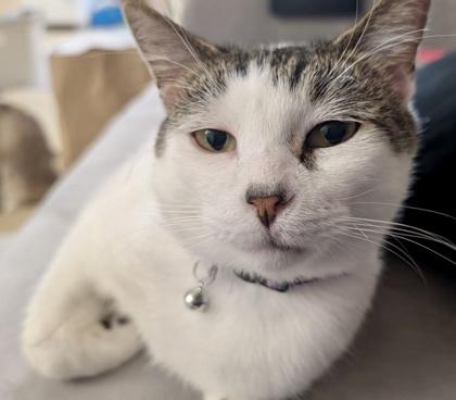 Enlarge Bowlingball, a Adoptable mixed breed in San Diego, CA image 3/3