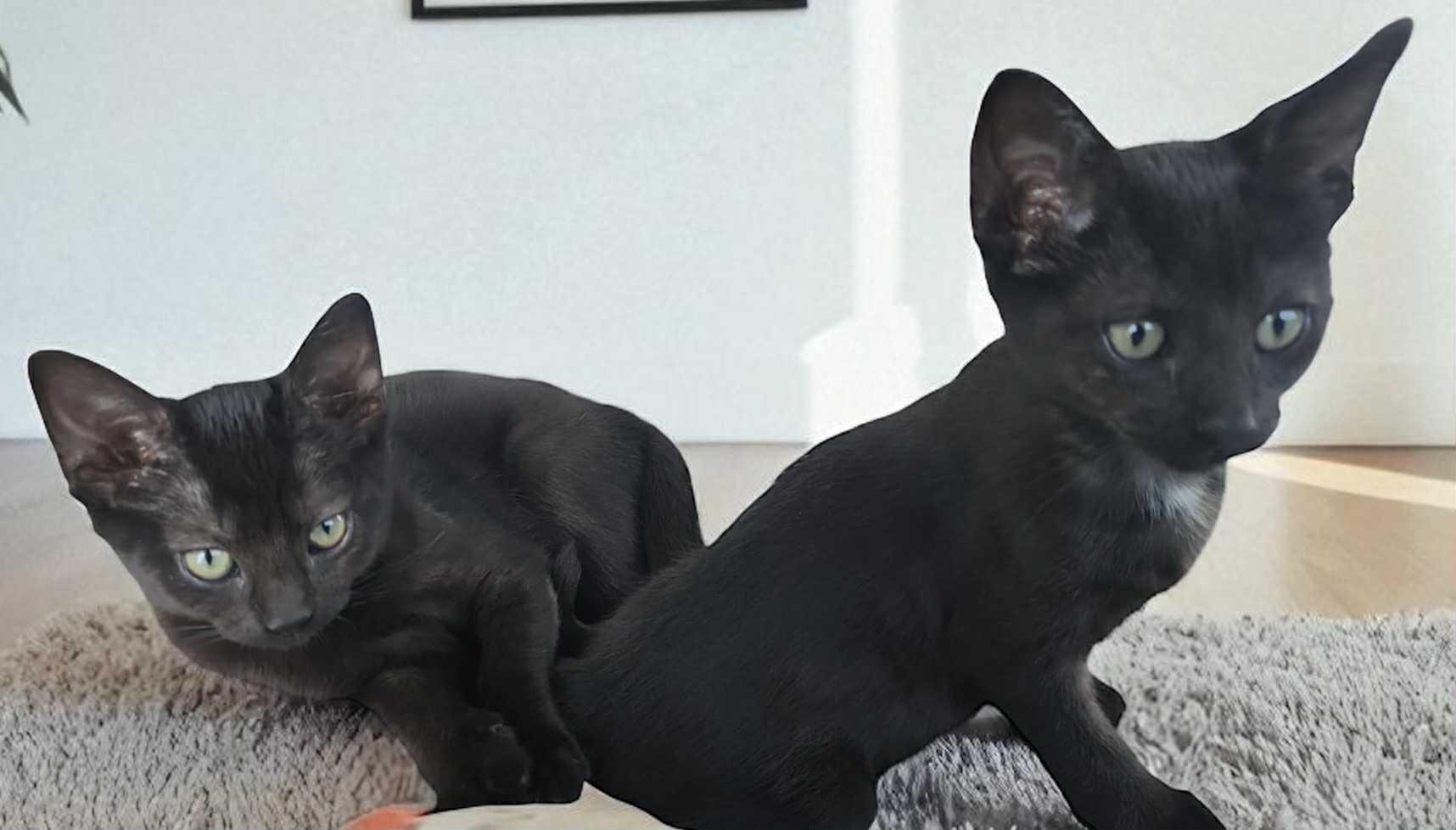 Katie, a Adopted Domestic Short Hair in Lexington, MO image 3/5