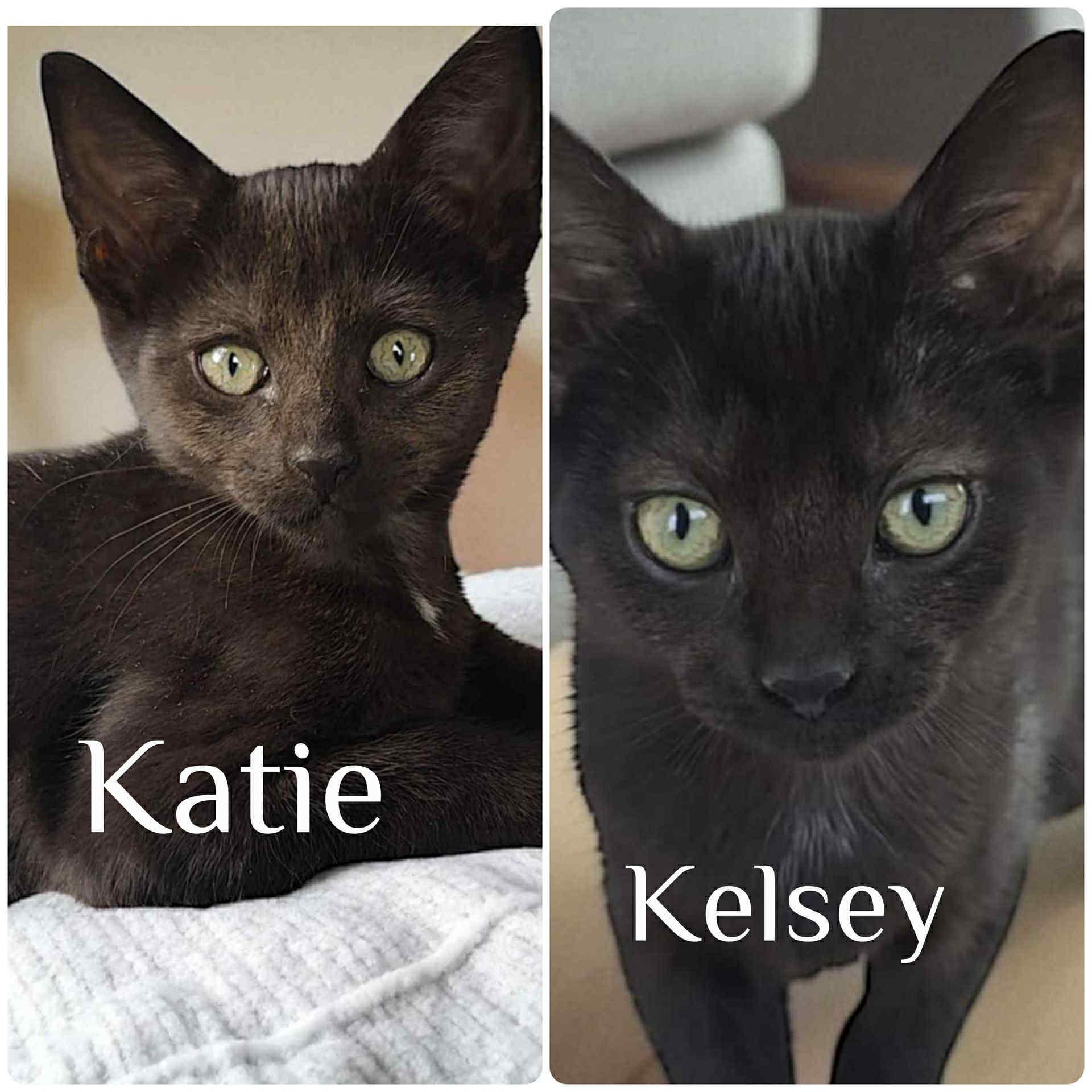 Katie, a Adopted Domestic Short Hair in Lexington, MO image 4/5