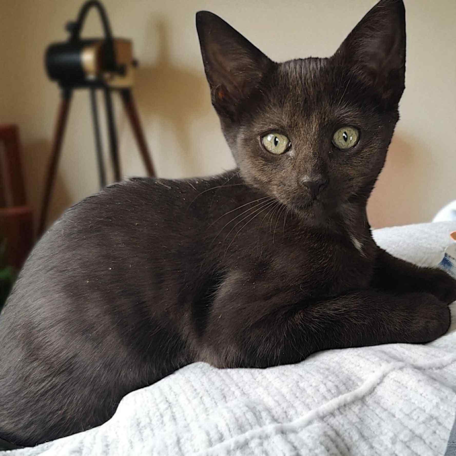 Katie, Adopted, Kitten Female Domestic Short Hair.