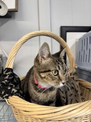 Rosemary, Adoptable, Young Female Domestic Short Hair.