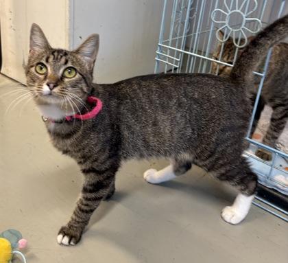 Enlarge Rosemary, a Adoptable Domestic Short Hair in Plano, TX image 3/6