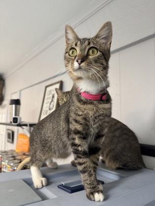Enlarge Rosemary, a Adoptable Domestic Short Hair in Plano, TX image 6/6