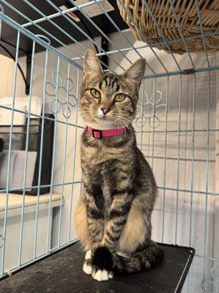 Enlarge Rosemary, a Adoptable Domestic Short Hair in Plano, TX image 4/6