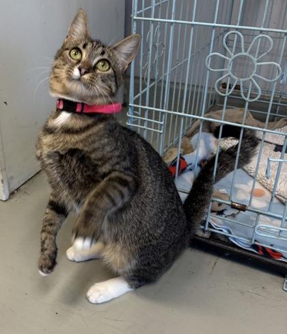 Enlarge Rosemary, a Adoptable Domestic Short Hair in Plano, TX image 2/6