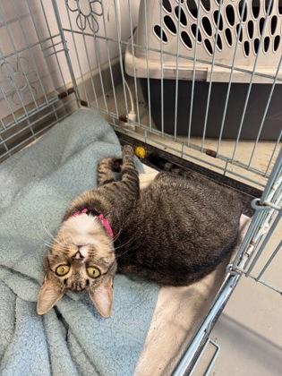 Enlarge Rosemary, a Adoptable Domestic Short Hair in Plano, TX image 5/6